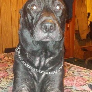 Meet your Posher, Buck